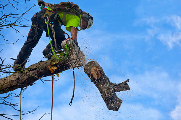 Best Palm Tree Trimming  in Wayzata, MN