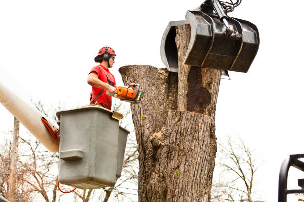 Best Storm Damage Tree Cleanup  in Wayzata, MN